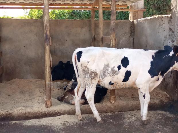 Friesian Holstein 6 Months Old Calf - thumbnail 20
