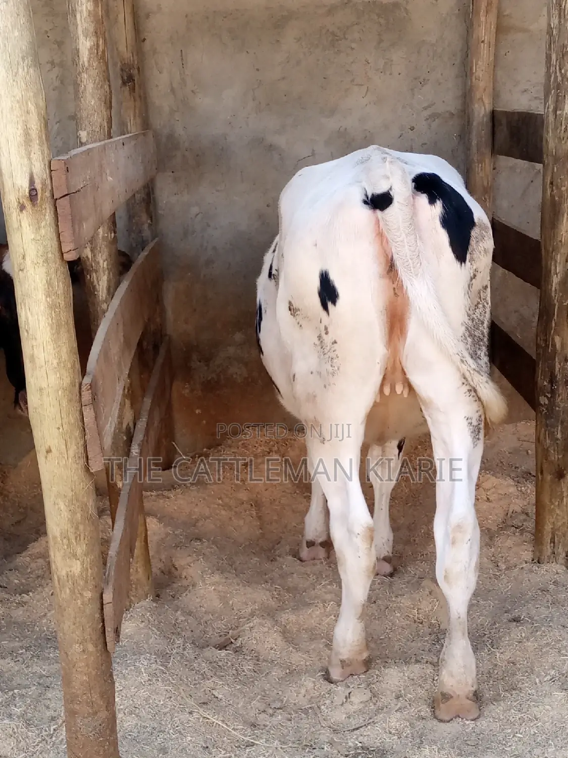Friesian Holstein 6 Months Old Calf