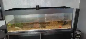 Aquarium Cleaning And Maintenance Services