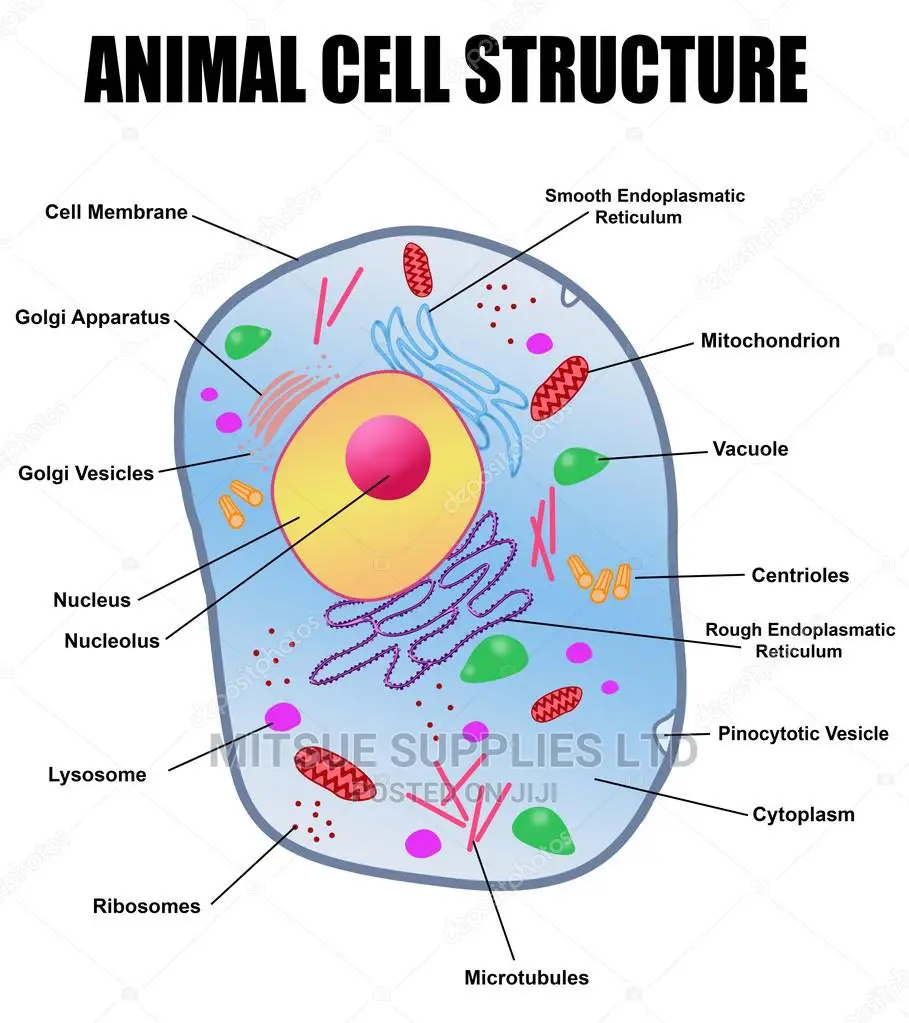 Chart of Animal Cell