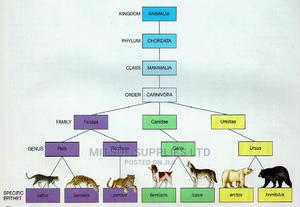 Chart of Animal Kingdom - thumbnail 2