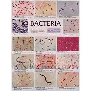 Bacteria Chart- Class Size - thumbnail 2