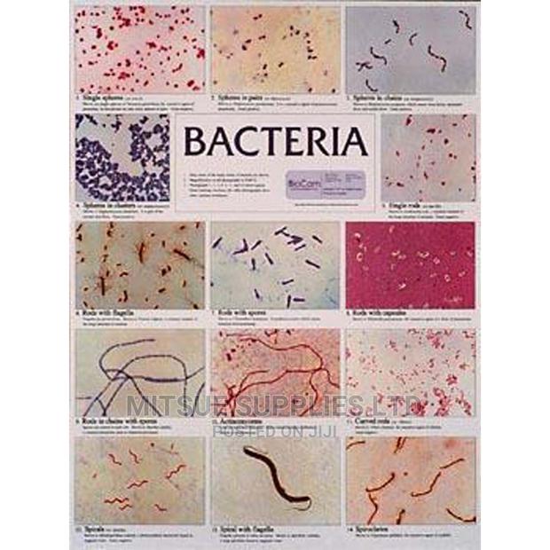 Bacteria Chart- Class Size - main view