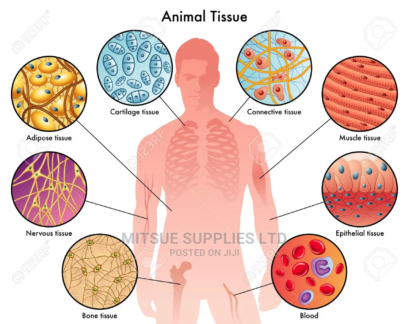 Chart For Animal Tissue