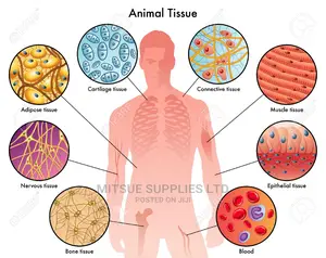 Chart For Animal Tissue