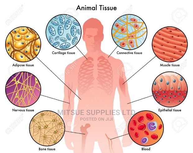 Chart For Animal Tissue
