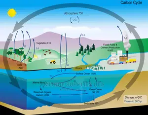 Carbon Cycle Paper Chart- Class Size