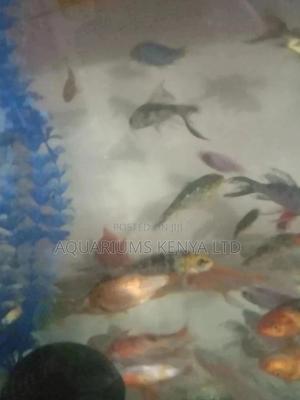 Assorted Aquarium Fish for Aesthetic Beauty - thumbnail 2