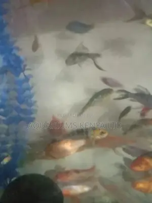 Assorted Aquarium Fish for Aesthetic Beauty