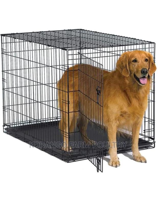 6 Months Puppies Dog Cages