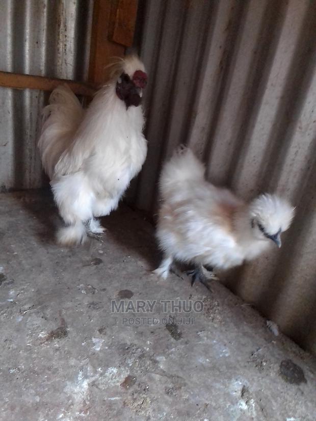 Silky Eggs - main view