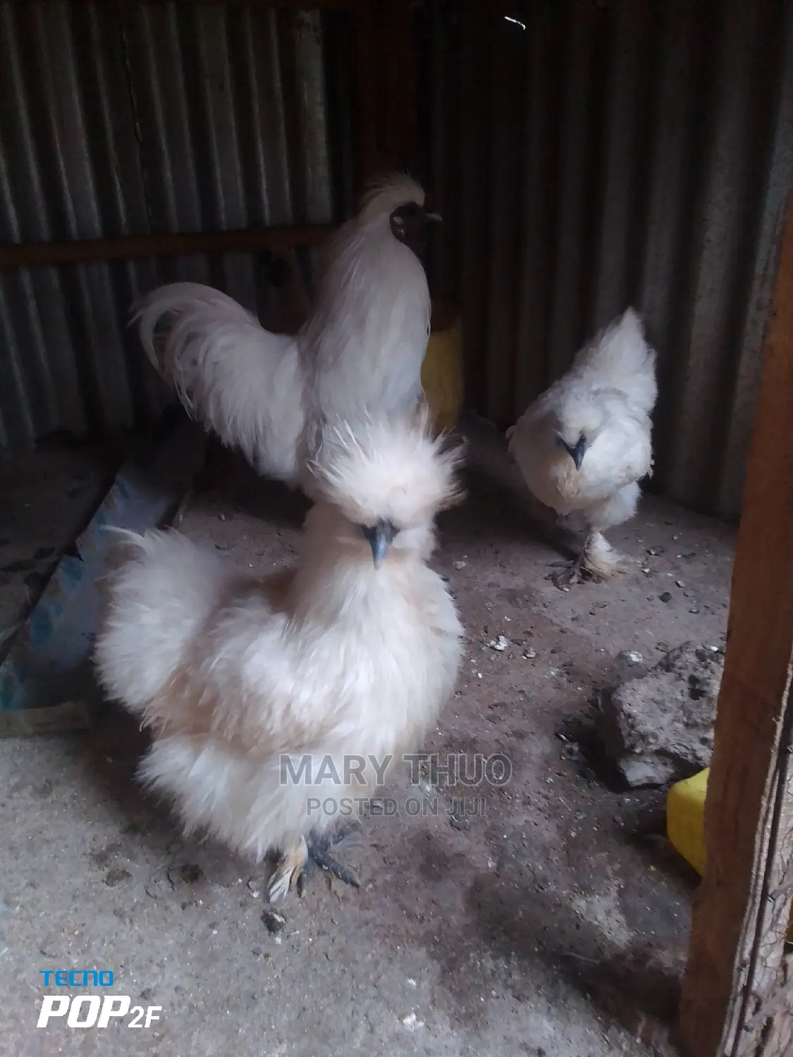 Silky Eggs
