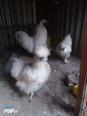 Silky Eggs