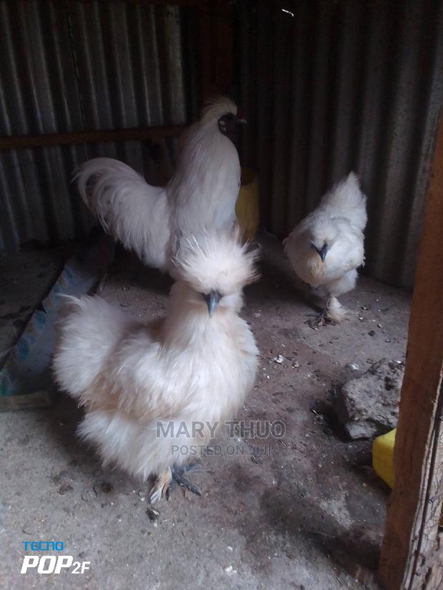 Silky Eggs - thumbnail 4