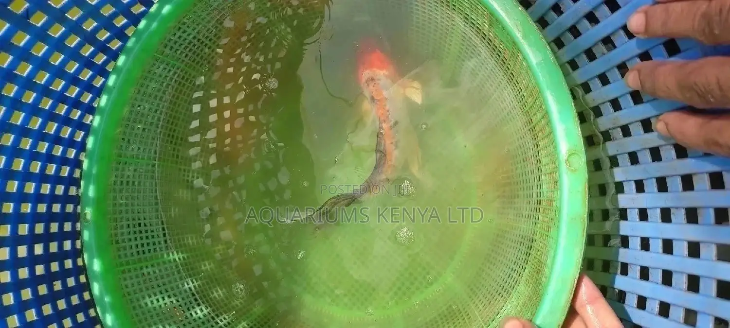6inch Kois Best for Ornamental Fish Ponds