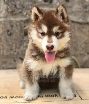 1-3 month Female Purebred Siberian Husky