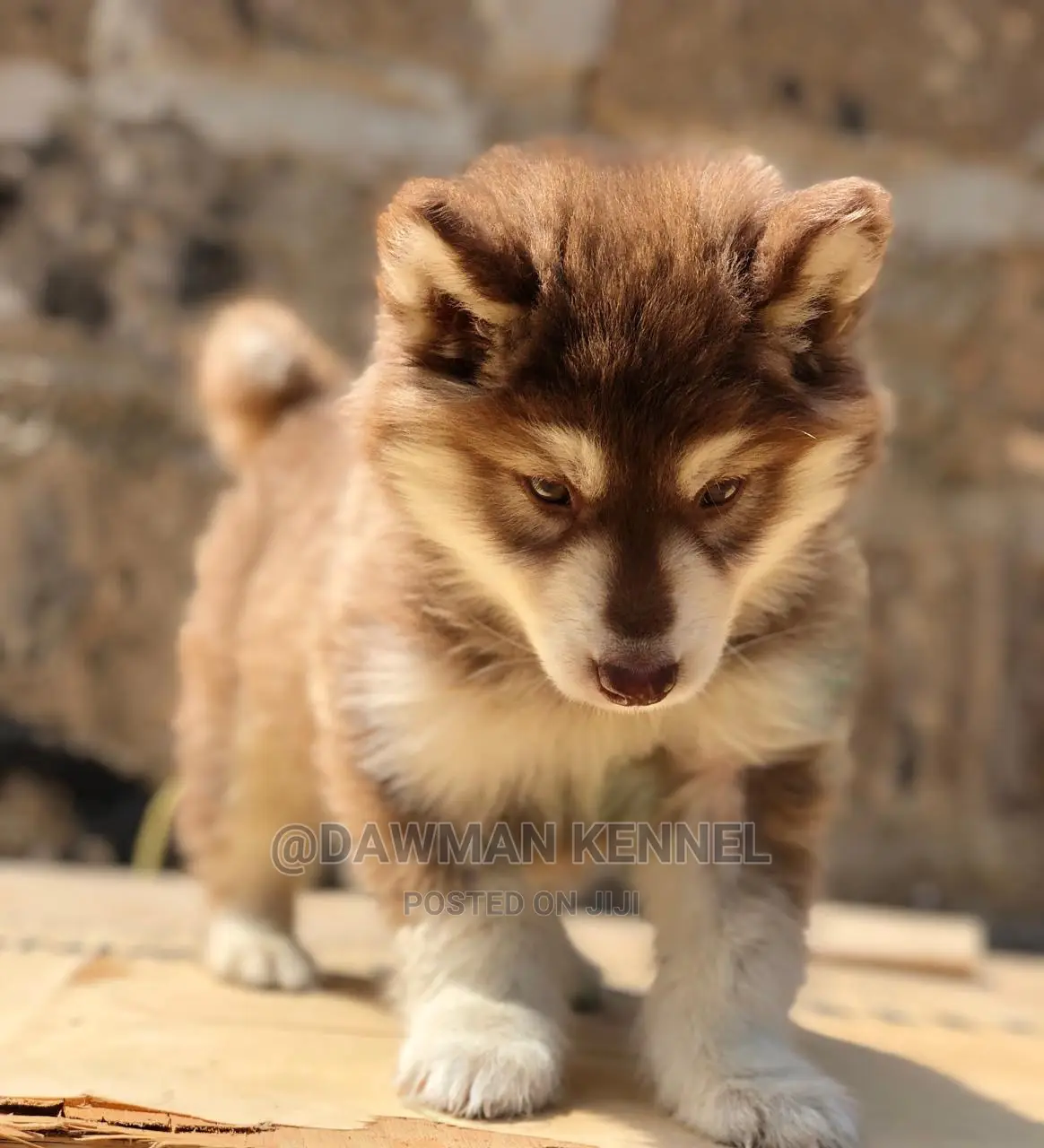 1-3 month Female Purebred Siberian Husky