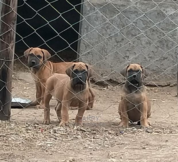 1-3 Month Female Purebred Boerboel