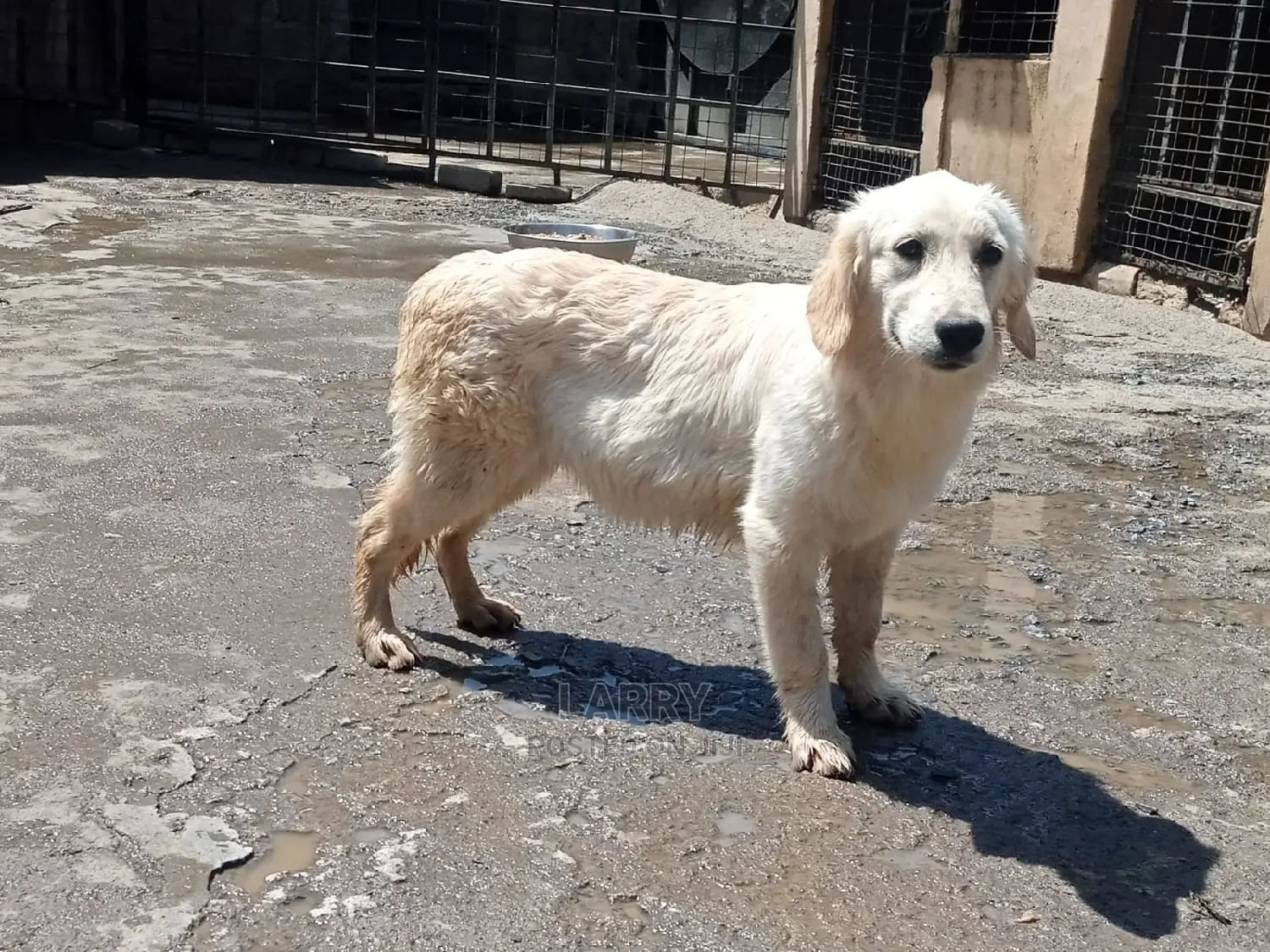3-6 Month Female Purebred Golden Retriever