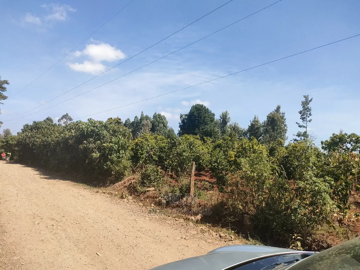 Nyeri/Marua Kahiga Plots