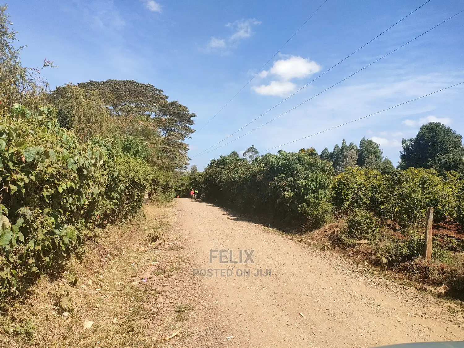Nyeri/Marua Kahiga Plots