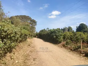 Nyeri/Marua Kahiga Plots
