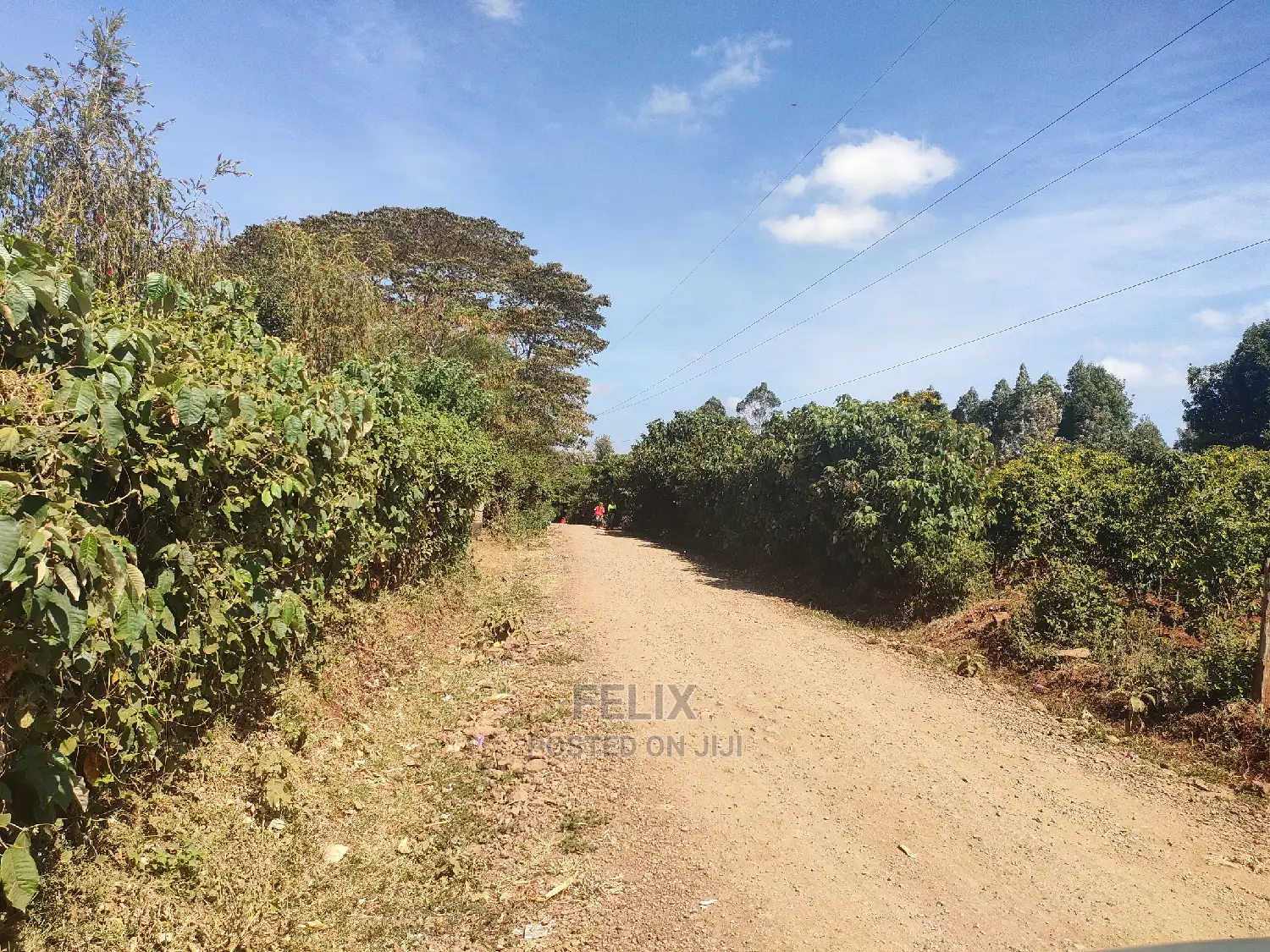 Nyeri/Marua Kahiga Plots