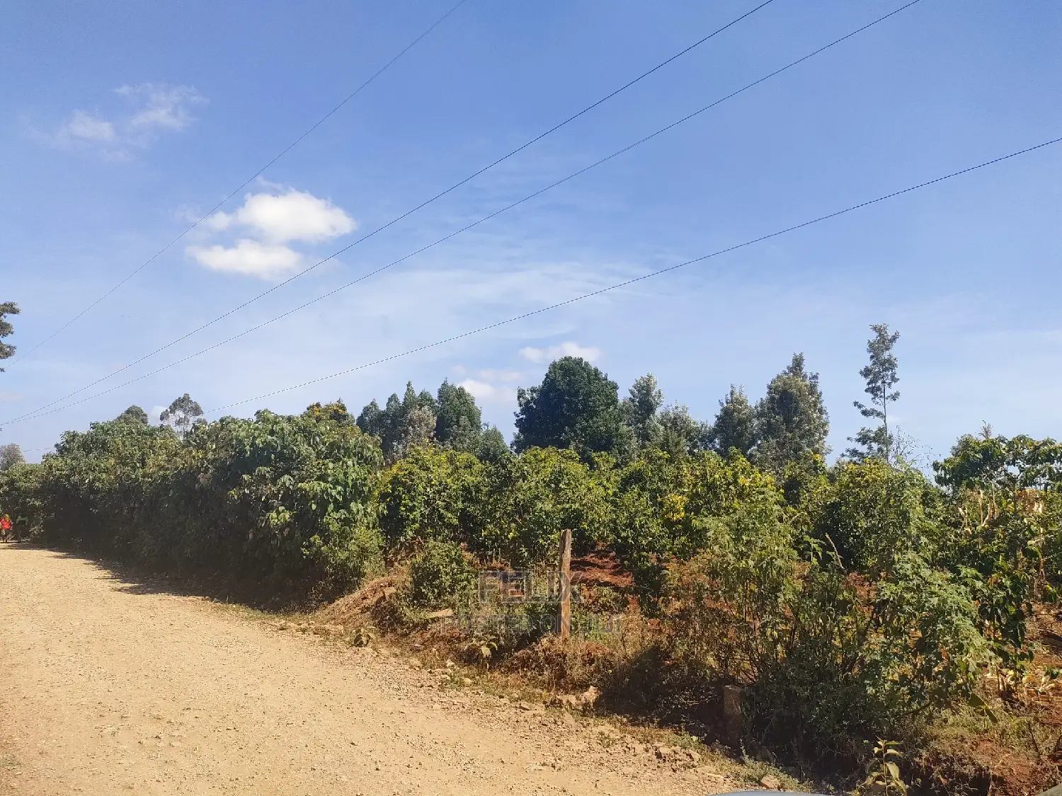 Nyeri/Marua Kahiga Plots