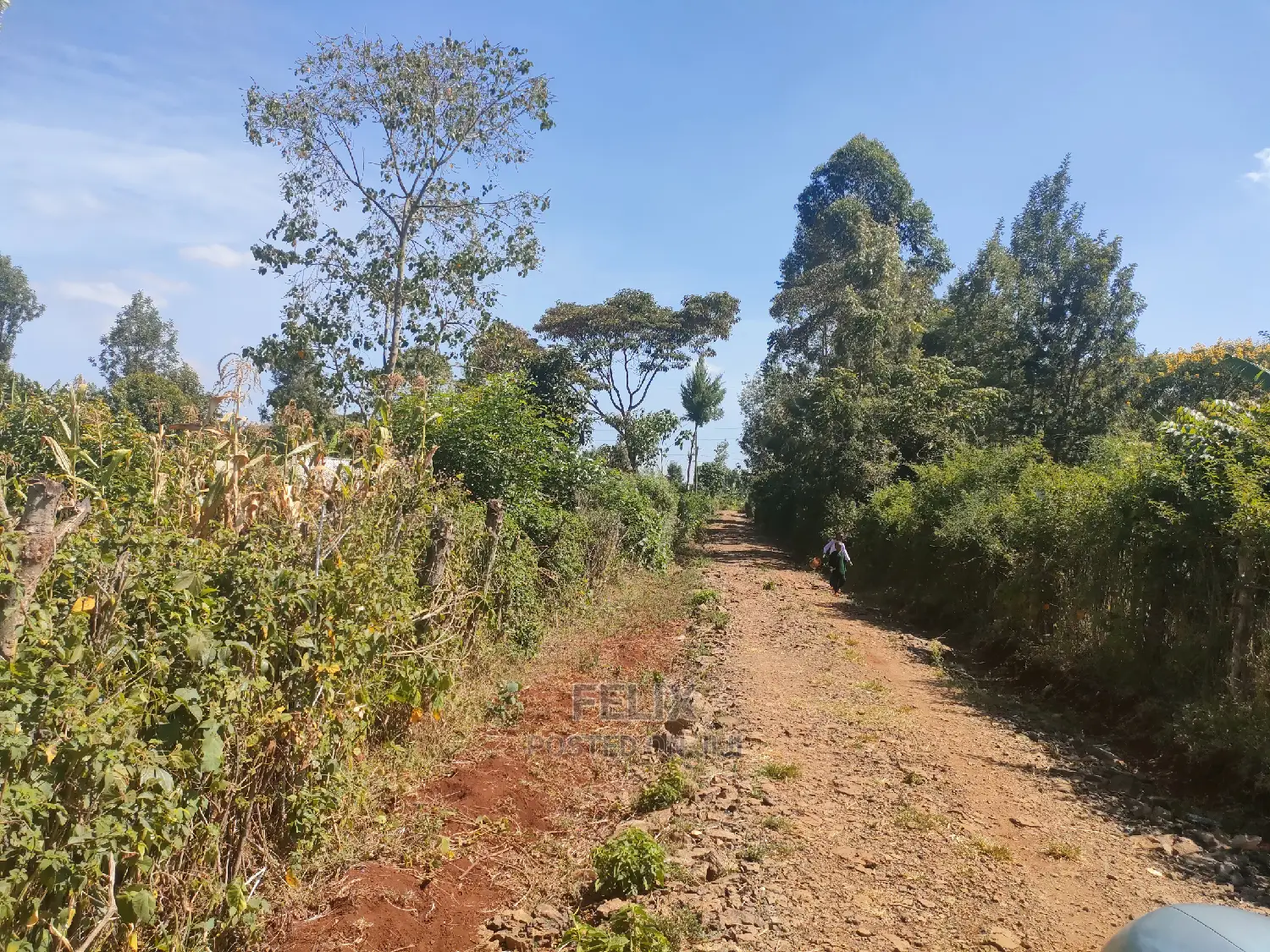Nyeri/Marua Kahiga Plots