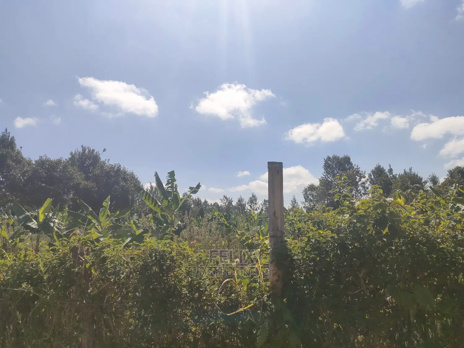 Nyeri/Marua Kahiga Plots