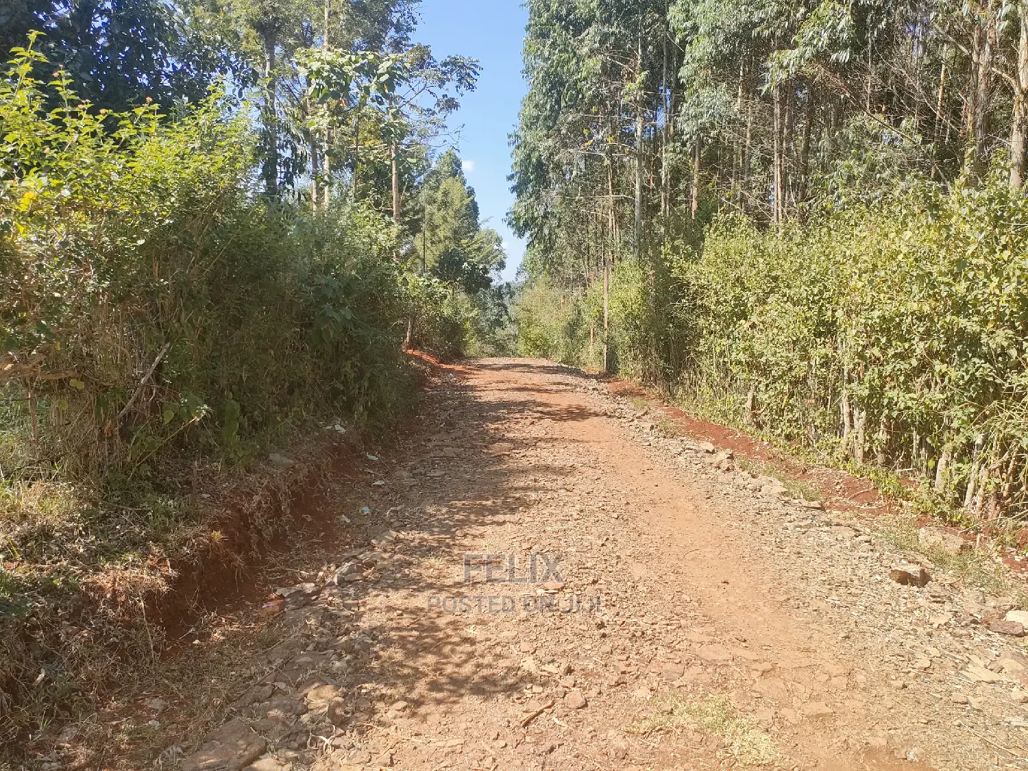 Nyeri/Marua Kahiga Plots