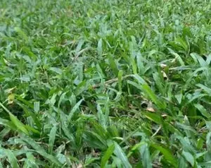 Shade Grass Seeds(Zimbabwe) Per Kg