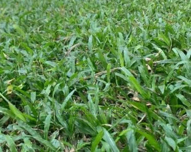 Shade Grass Seeds(Zimbabwe) Per Kg