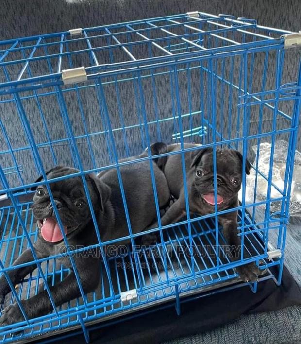 Rabbit  Cat Puppies Cages - main view