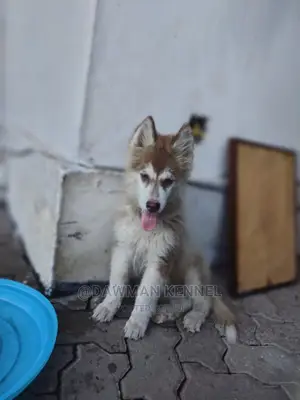 1-3 Month Male Purebred Siberian Husky