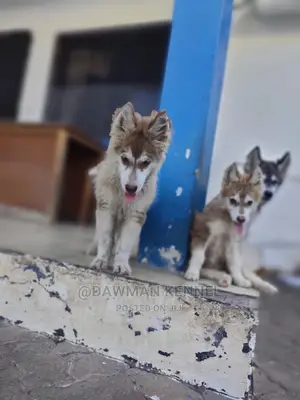 1-3 Month Male Purebred Siberian Husky