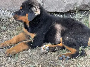 1-3 Month Male Purebred Rottweiler