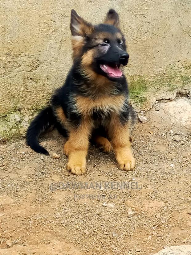 1-3 Month Male Purebred German Shepherd - thumbnail 4