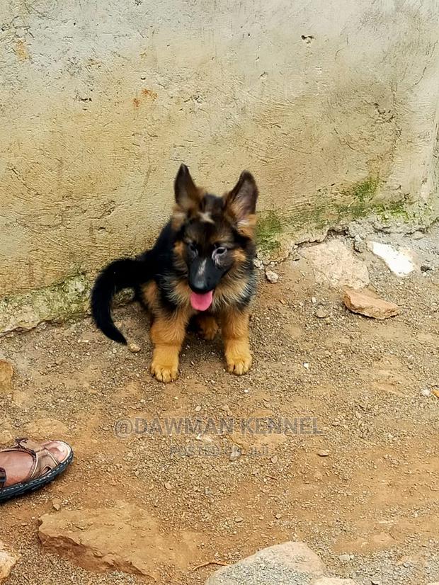 1-3 Month Male Purebred German Shepherd - thumbnail 5