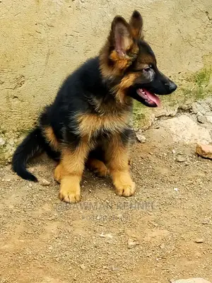 1-3 Month Male Purebred German Shepherd