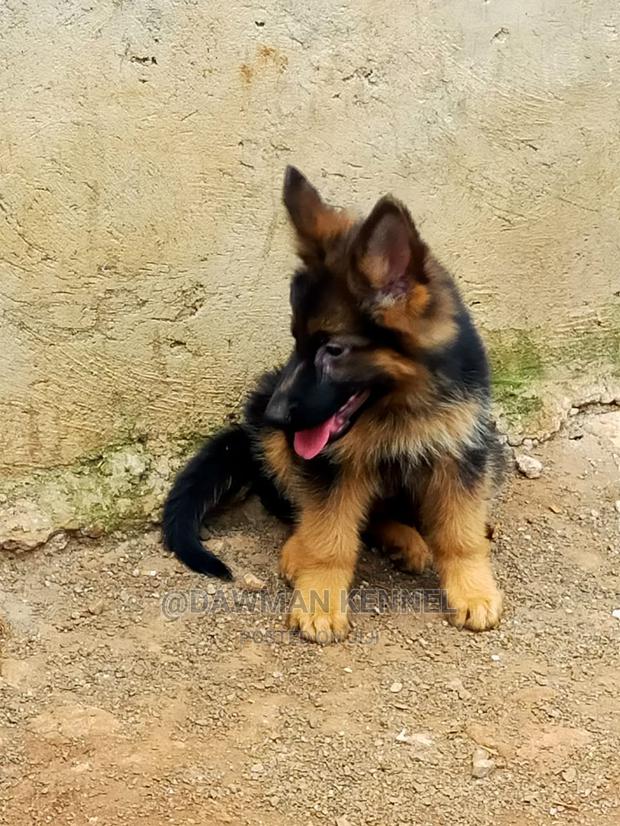 1-3 Month Male Purebred German Shepherd - main view