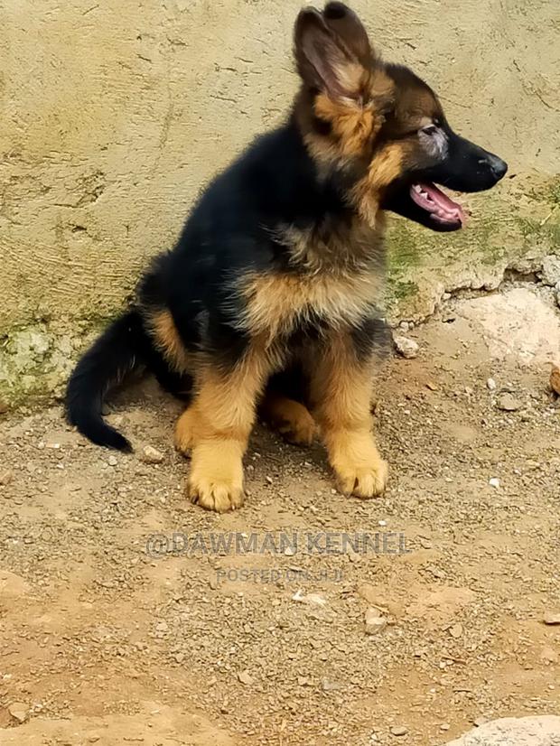 1-3 Month Male Purebred German Shepherd - thumbnail 3