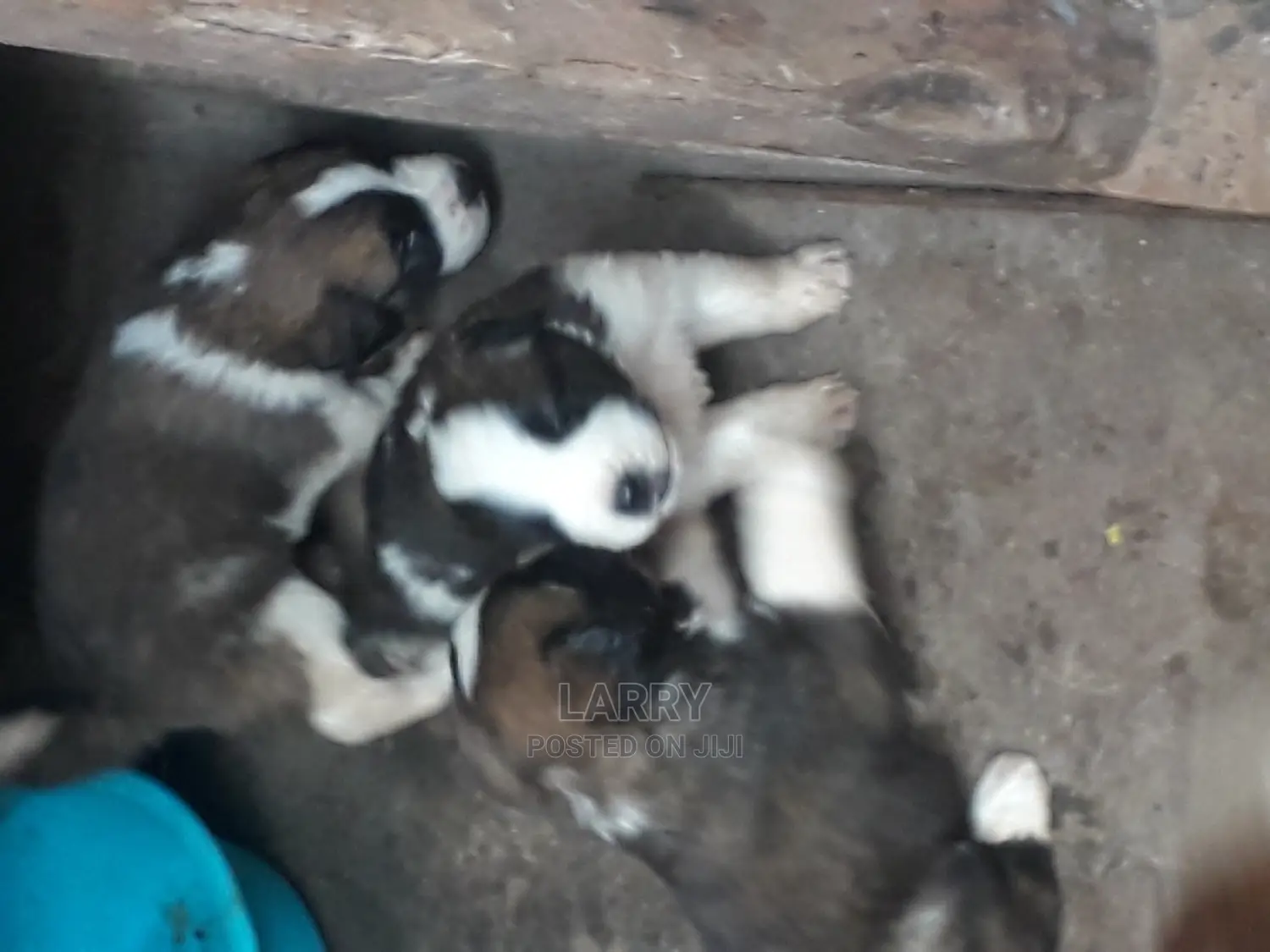 0-1 Month Female Purebred Saint Bernard