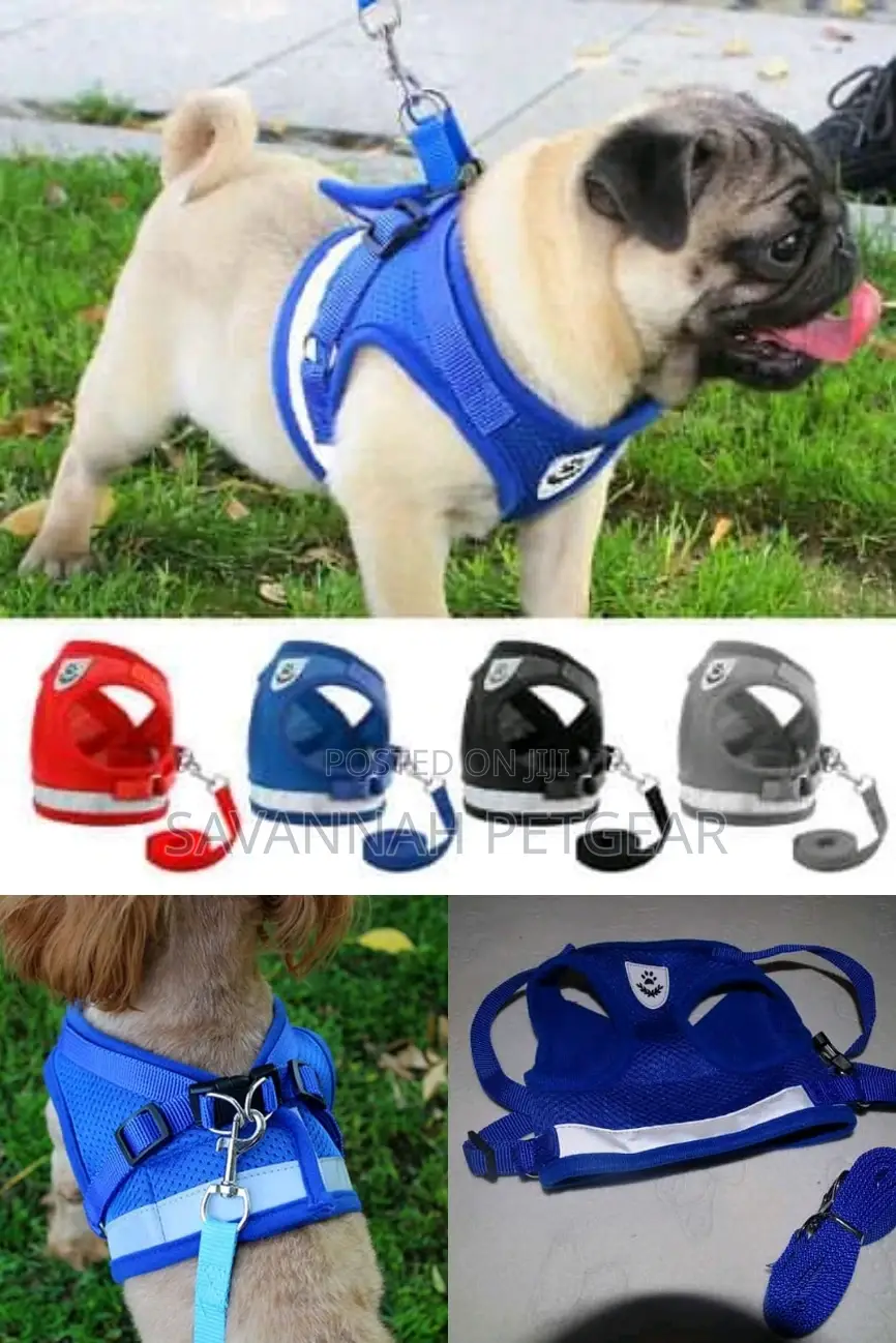 Padded Dog Harness and Leash - Small Size