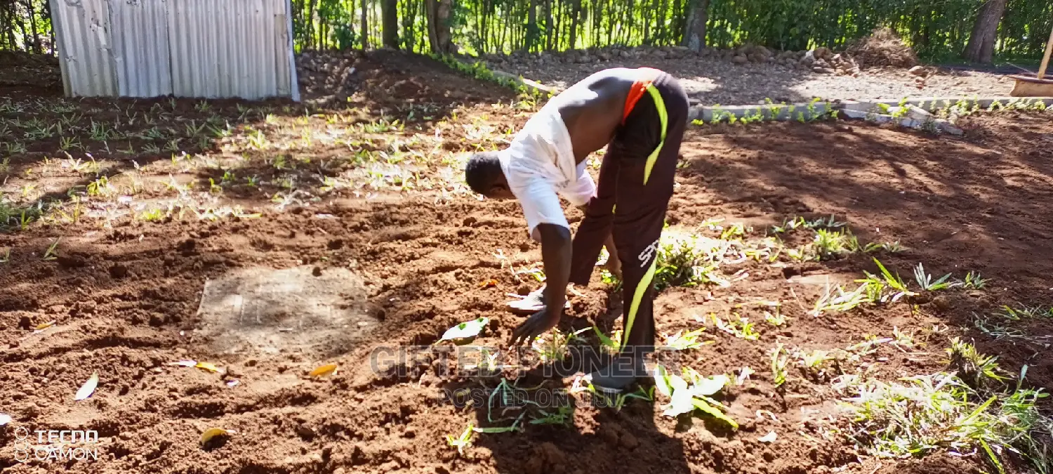 Best Grass Planting and Cutting/ Flowering