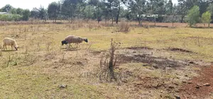 1⁄8 Plot for Sale in Chepkanga Iten Road in Eldoret