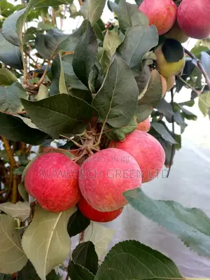 Apple Seedlings
