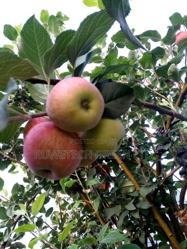 Apple Seedlings - main view