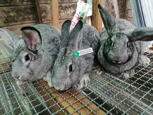 Rabbits /Hybrid