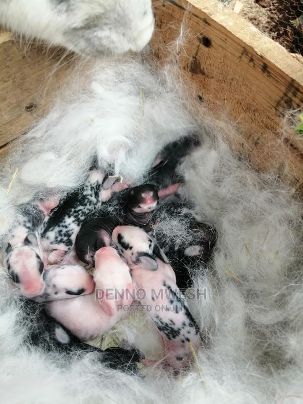 Rabbits /Hybrid - thumbnail 4